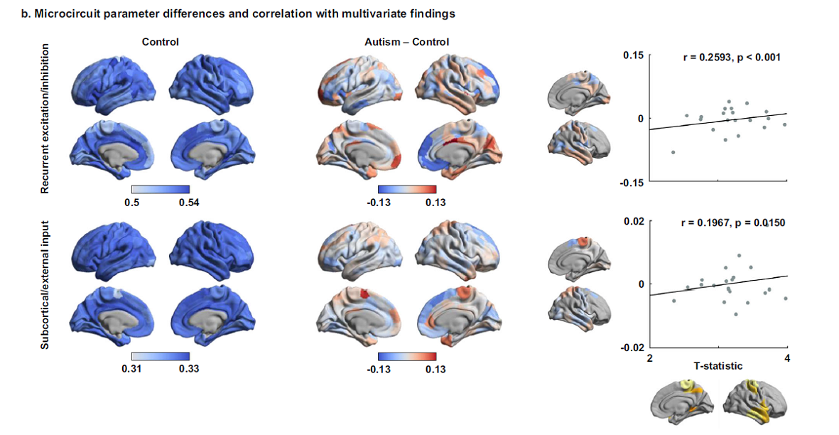Differences in subcortico-cortical interactions identified from connectome and microcircuit models in autism