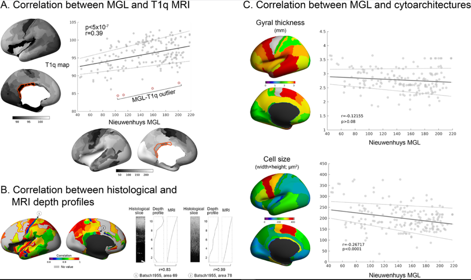 A whole-brain 3D myeloarchitectonic atlas:Mapping the Vogt-Vogt legacy to the cortical surface