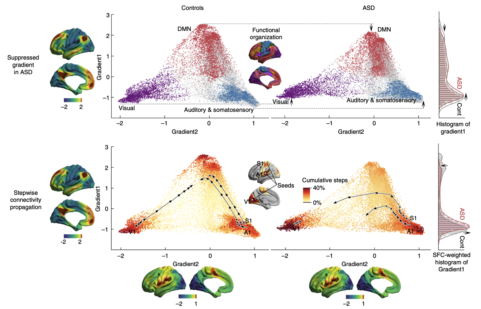 Connectome-based cortical hierarchy characterization in ASD
