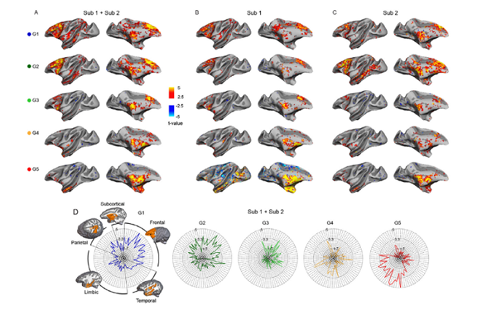 Mapping functional gradients of the striatal circuit using simultaneous microelectric stimulation and ultrahigh-field fMRI in non-human primates